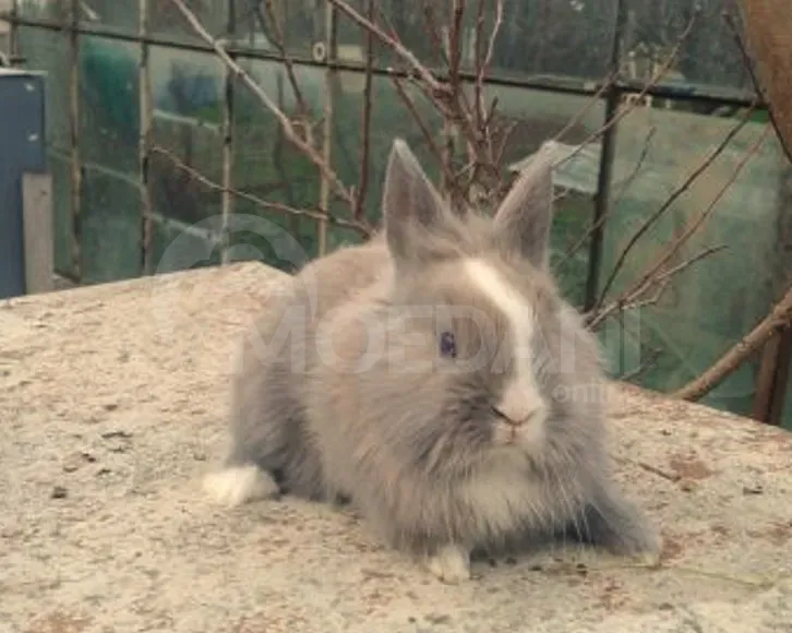 Карликовые кролики в подарок Тбилиси - изображение 1