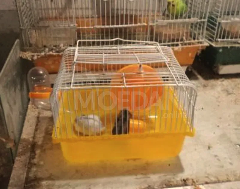 Ჯუჯა ზაზუნები თავისი გალიებით ღიაა24საათი თბილისი - photo 1