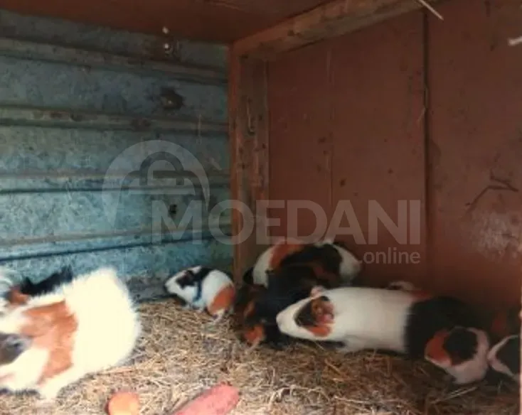 Продаются морские свинки Тбилиси - изображение 1