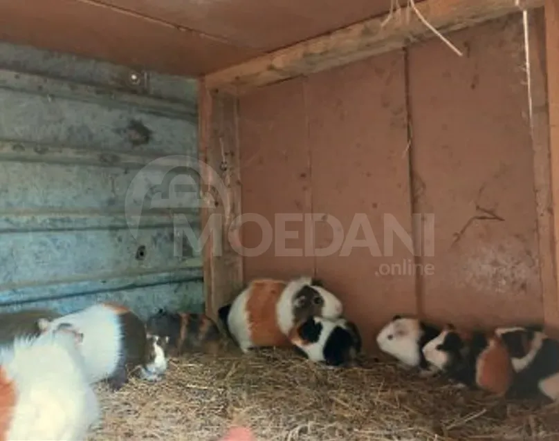 Продаются морские свинки Тбилиси - изображение 3