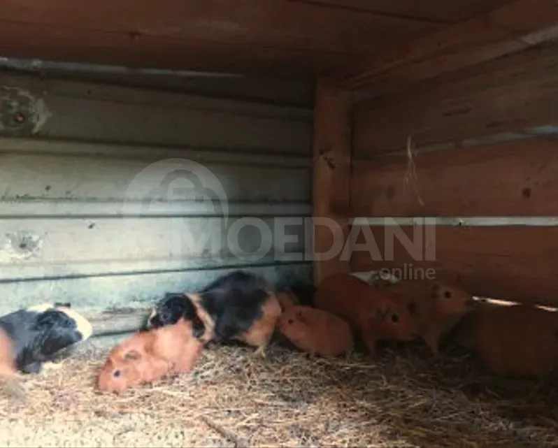 Продаются морские свинки Тбилиси - изображение 2