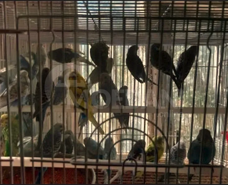 Იყიდება ჩეხნარევის და ტალღოვანის ბარტყები თბილისი - photo 2