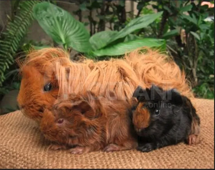 Ზღვის გოჭები ადგილზე მიწოდებით თბილისი - photo 1