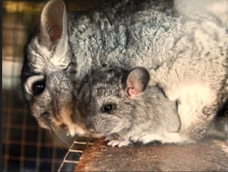 We have puppies for sale for girls and boys Tbilisi - photo 1