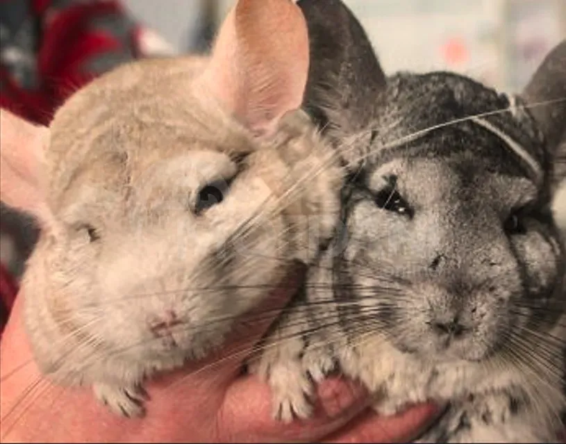 We have puppies for sale for girls and boys Tbilisi - photo 2