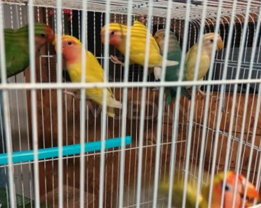 Თუთიყუში თბილისი - photo 2