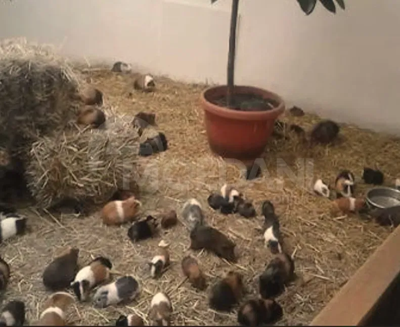 Ზღვის გოჭი თბილისი - photo 1