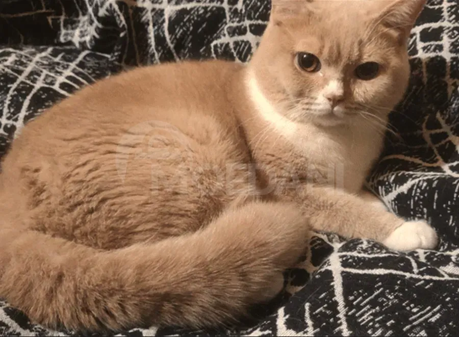 Იჯავშნებიან კნუტები თბილისი - photo 2