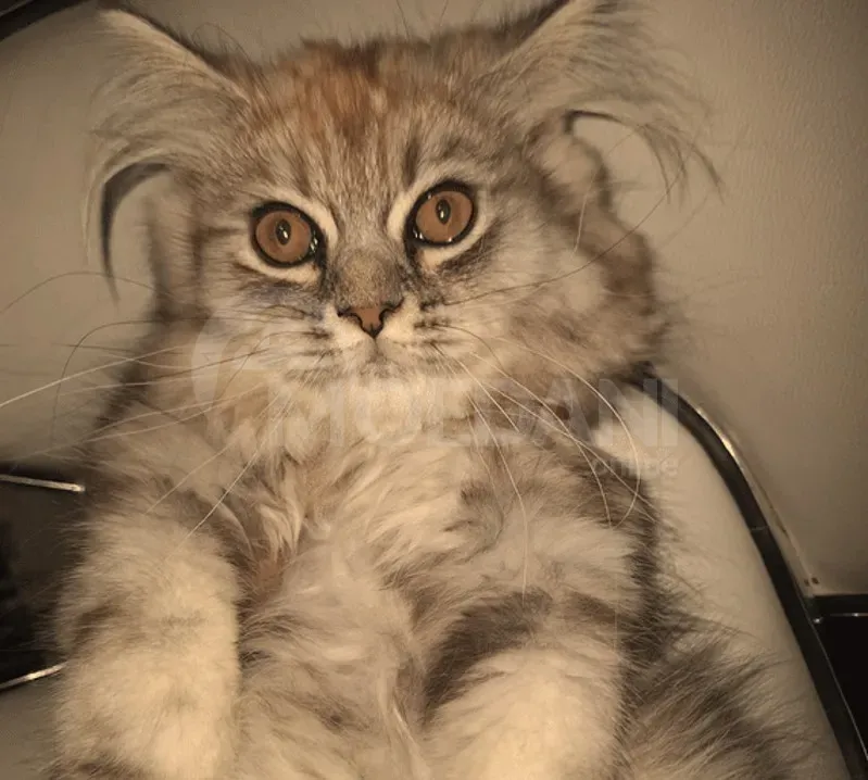 Persian (British Longhair) Tbilisi - photo 2