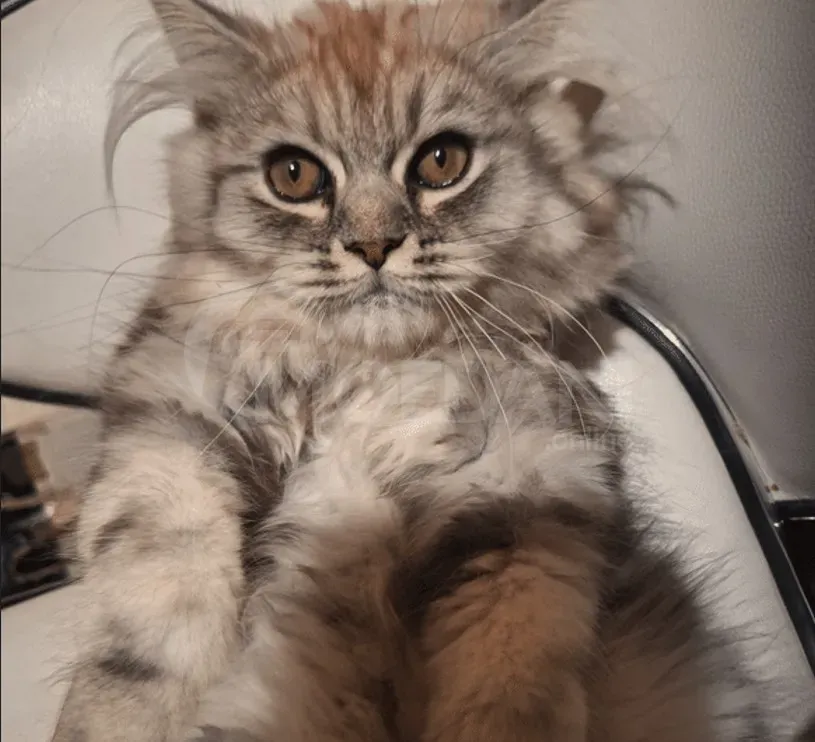 Persian (British Longhair) Tbilisi - photo 4