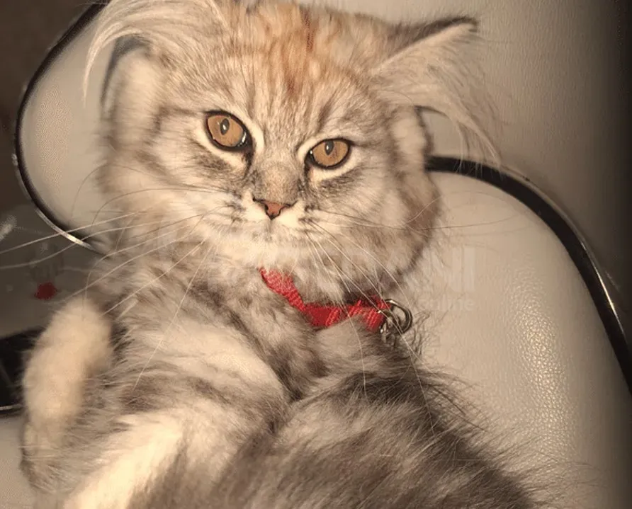 Persian (British Longhair) Tbilisi - photo 5