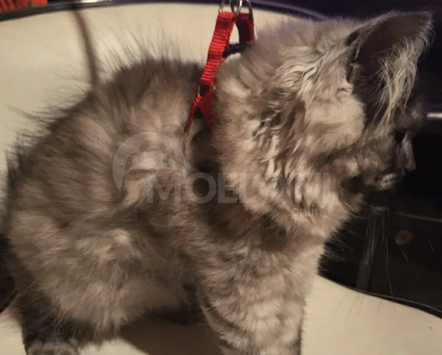 Persian (British Longhair) Tbilisi - photo 1