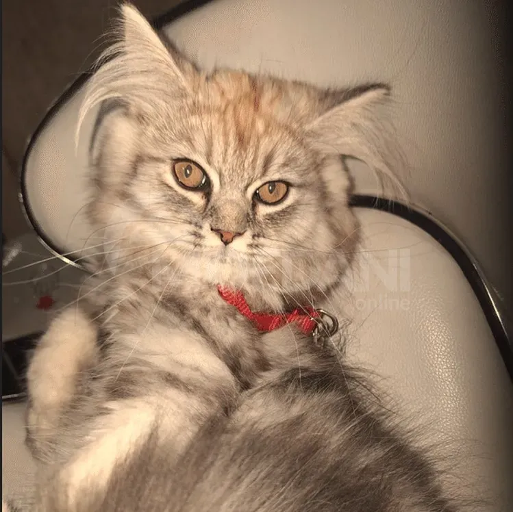 Persian (British Longhair) Tbilisi - photo 3
