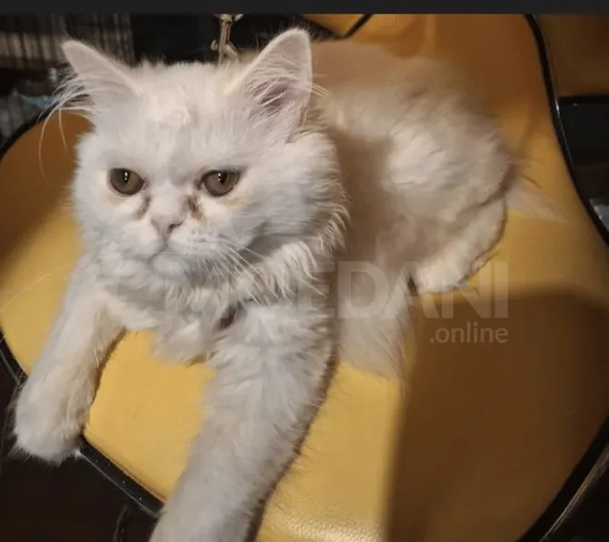 White Persian (British Long) for sale Tbilisi - photo 3