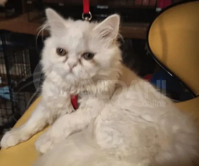 White Persian (British Long) for sale Tbilisi - photo 1