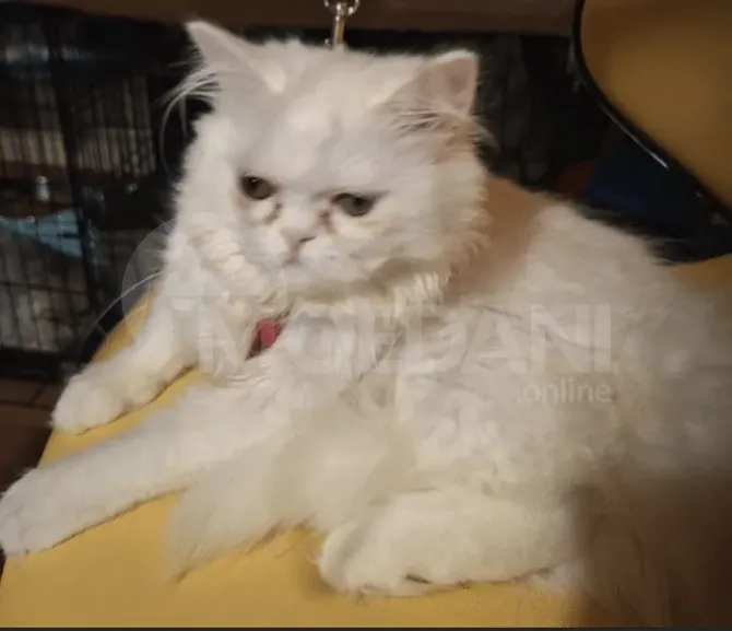 White Persian (British Long) for sale Tbilisi - photo 2