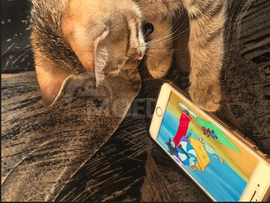 Find your furry friend Tbilisi - photo 2