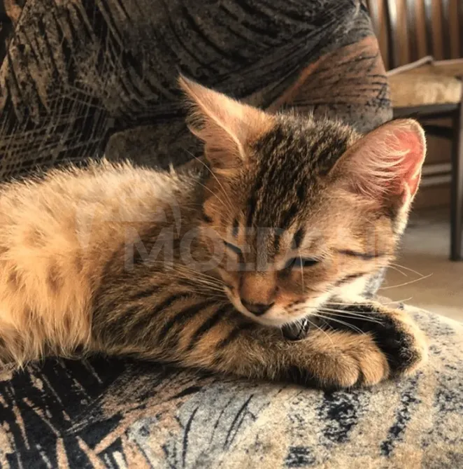 Find your furry friend Tbilisi - photo 3