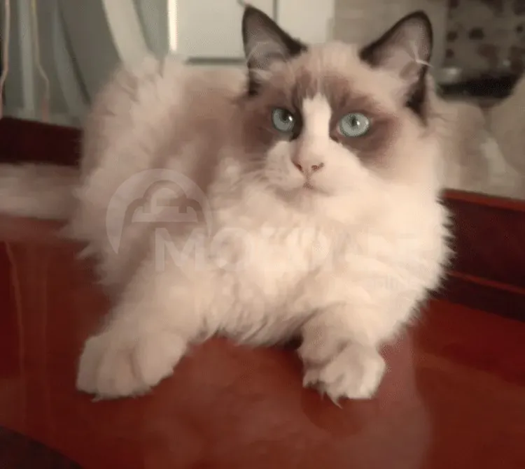 Aris zalian tbili da sayvareli racmtavaria lamazic Batumi - photo 2