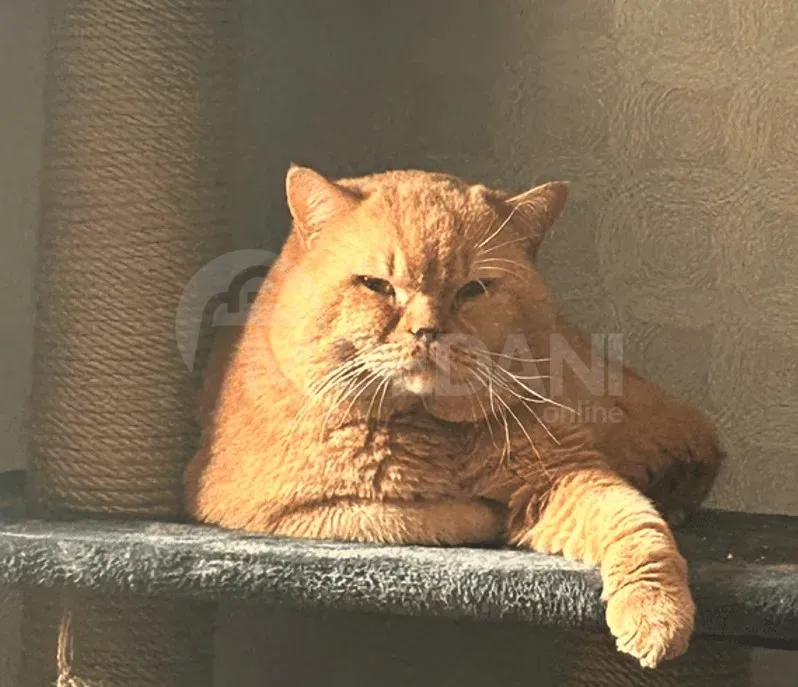 Კატა , კნუტი , ბრიტანული თბილისი - photo 3