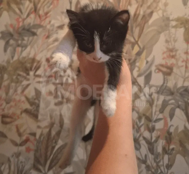 Ჩუქდება კნუტი თბილისი - photo 1