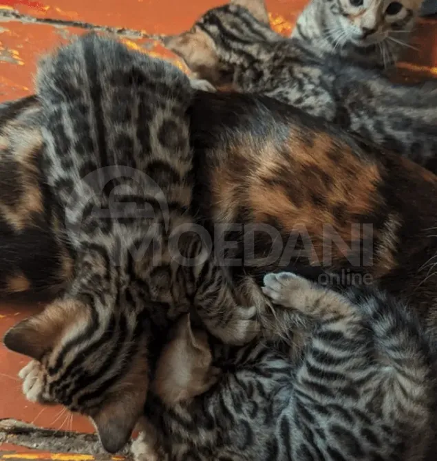 Იყიდე ბენგალური ჯიშის კატა რუსთავი - photo 2