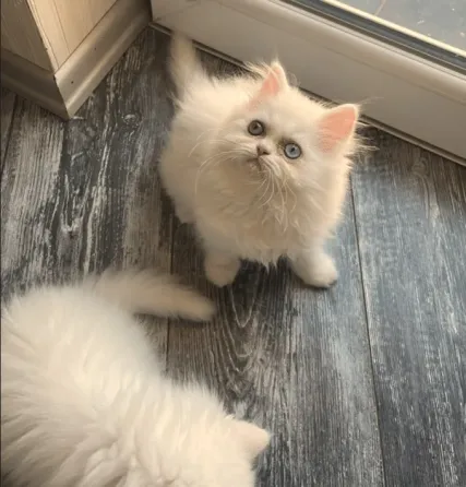 Სპარსული Persian kitten Тбилиси