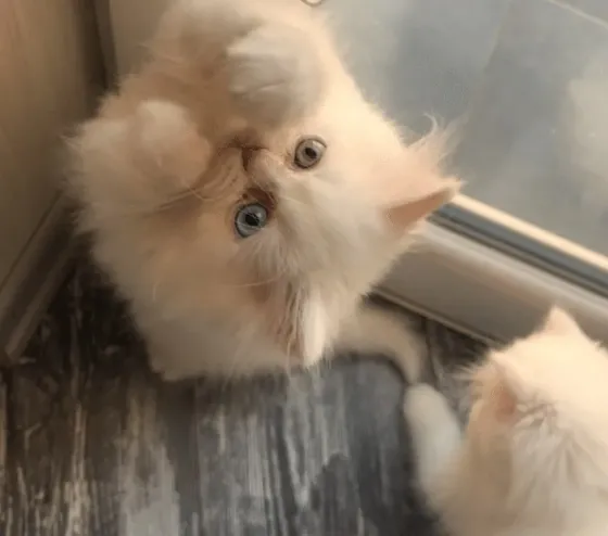 Სპარსული Persian kitten Tbilisi