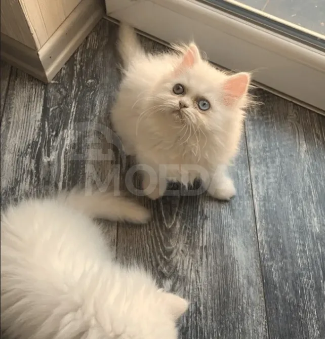 Persian kitten Tbilisi - photo 1