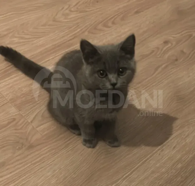 4 months kitten Тбилиси - изображение 3