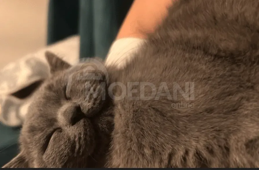 4 months kitten თბილისი - photo 1