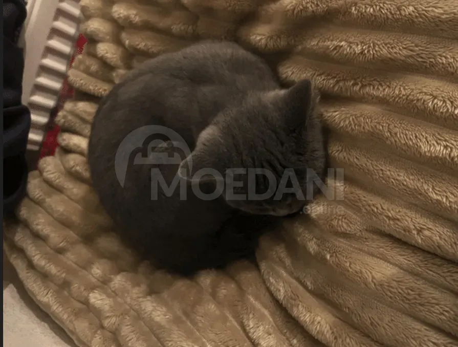 4 months kitten თბილისი - photo 2