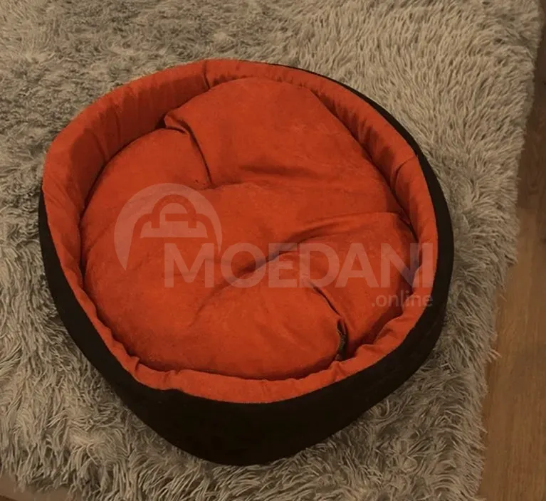 The most beloved sphinx is for sale Tbilisi - photo 4