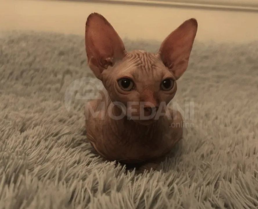 The most beloved sphinx is for sale Tbilisi - photo 3