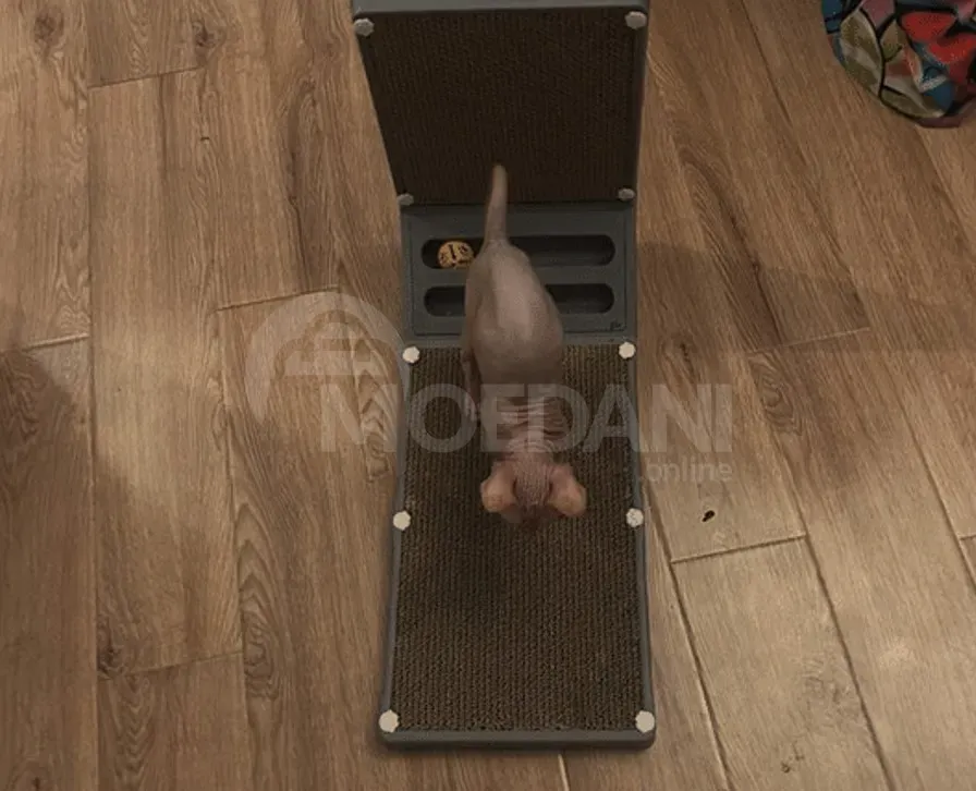 The most beloved sphinx is for sale Tbilisi - photo 5