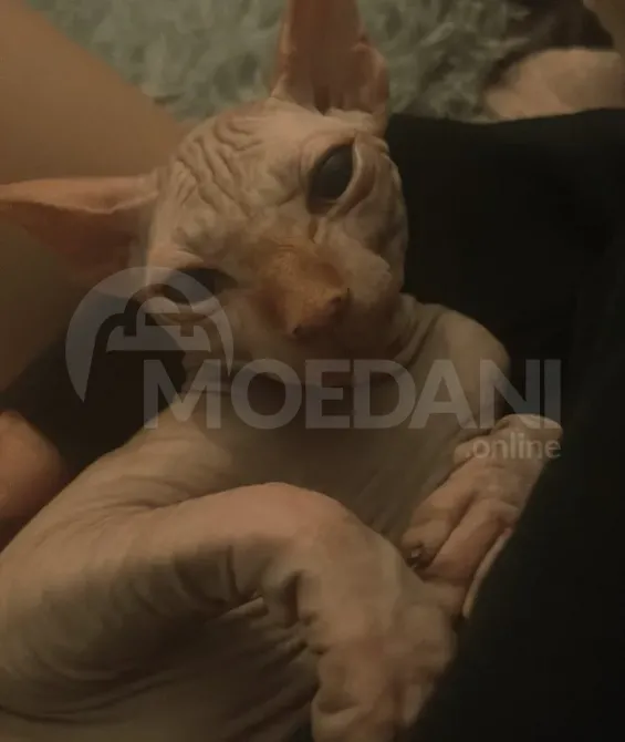 The most beloved sphinx is for sale Tbilisi - photo 2