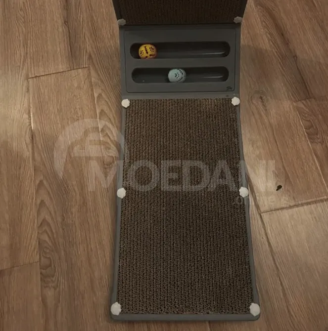 The most beloved sphinx is for sale Tbilisi - photo 6