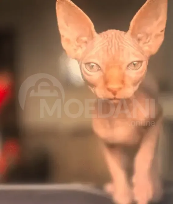 The most beloved sphinx is for sale Tbilisi - photo 1