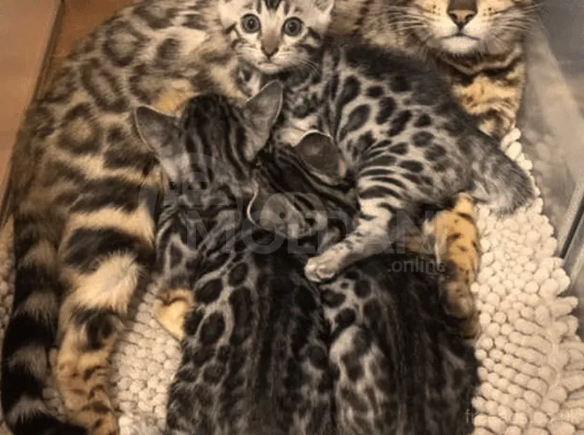 Beautiful Bengal kittens Ambrolauri - photo 1
