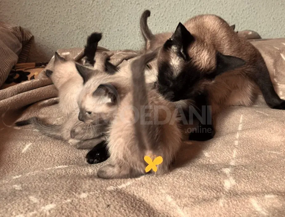 Იყიდება სიამის კნუტი თბილისი - photo 4