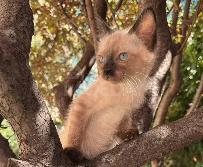 Იყიდება სიამის კნუტი თბილისი - photo 5