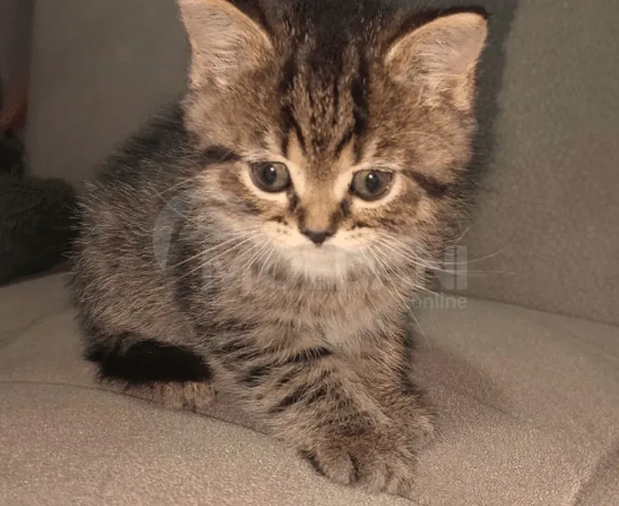 Ბრიტანული კნუტები თბილისი - photo 3