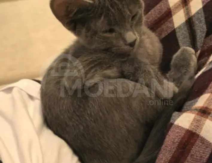 Cute kittens (each kitten is free!) Tbilisi - photo 4