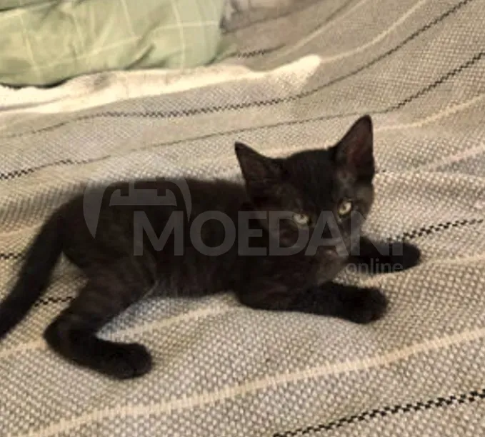 Cute kittens (each kitten is free!) Tbilisi - photo 2