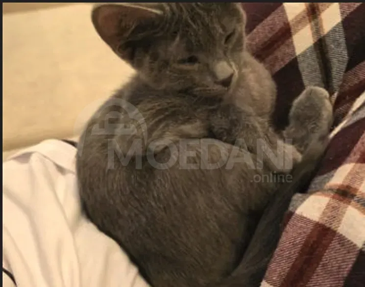 Cute kittens (each kitten is free!) Tbilisi - photo 5