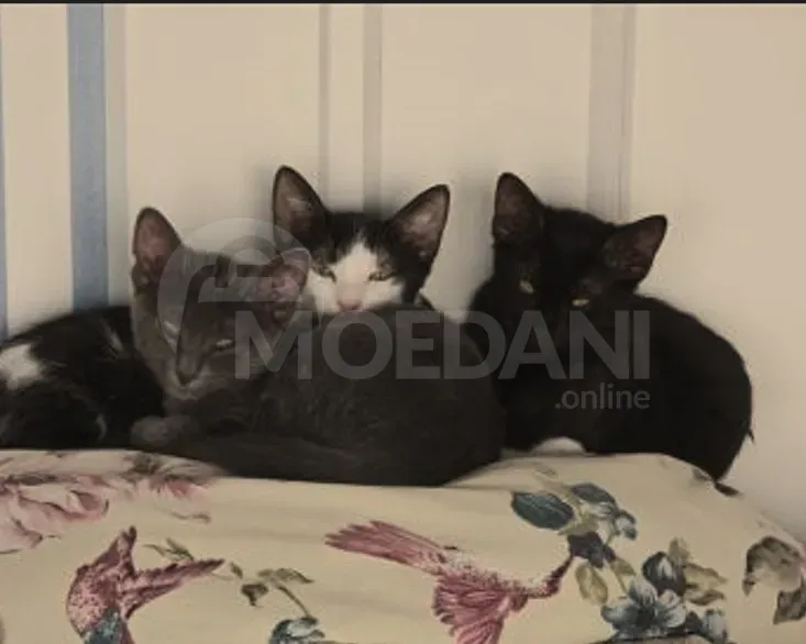 Cute kittens (each kitten is free!) Tbilisi - photo 1