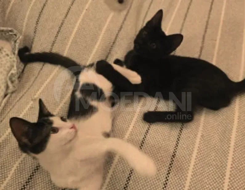 Cute kittens (each kitten is free!) Tbilisi - photo 7