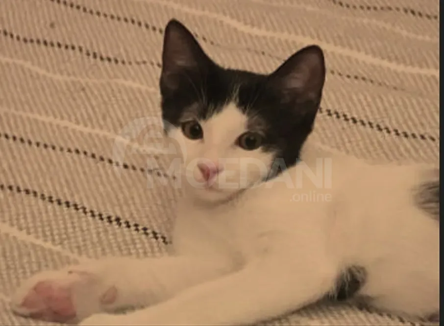 Cute kittens (each kitten is free!) Tbilisi - photo 6