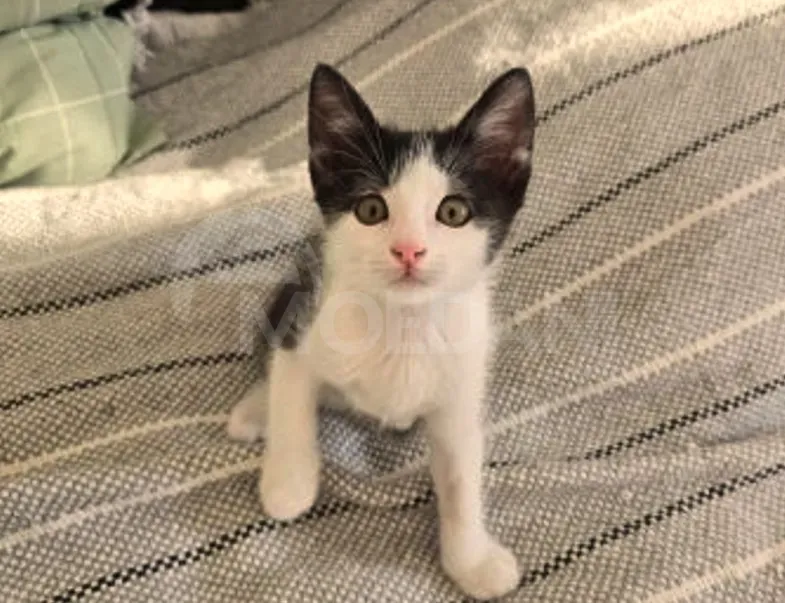 Cute kittens (each kitten is free!) Tbilisi - photo 3