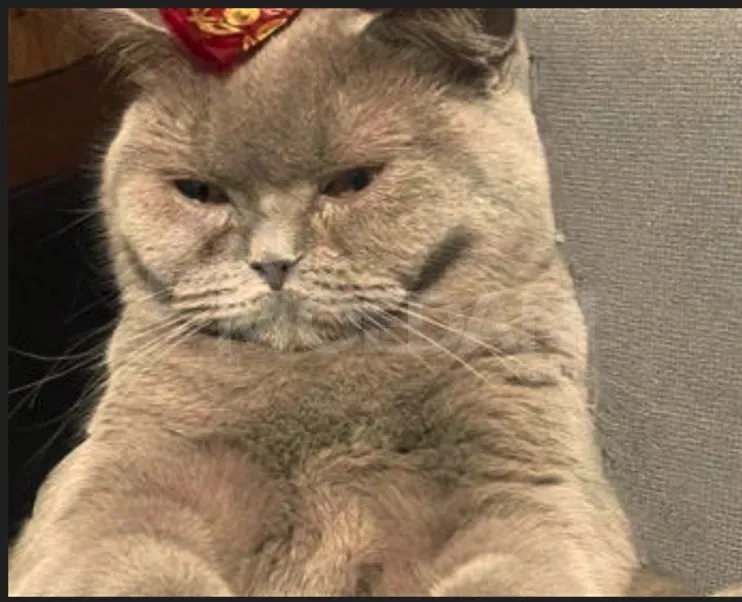 British kittens for sale Gori - photo 2